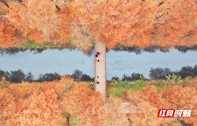 组图 | 衡阳：“醉”美水杉林，景色如梦似幻